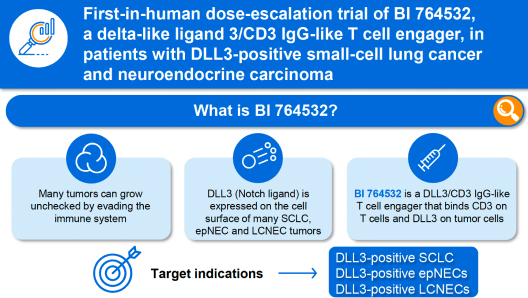 First-in-human dose-escalation trial of BI 764532, a delta-like ligand 3/CD3 IgG-like T cell engager, in patients with DLL3-positive small-cell lung cancer and neuroendocrine carcinoma